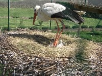 こうのとり自然公園