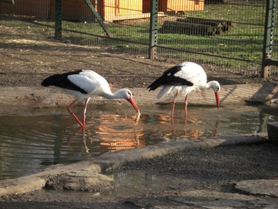 オランジュリー公園こうのとり